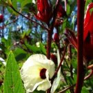 20X - Rosella (Hibiscus) for Jam making vegetable Seeds - Garden Flower Plant Seeds