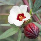 30X - Rosella Edible Hibiscus vegetable Seeds - Garden Flower Plant Seeds
