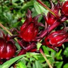 10X - Rosella (Hibiscus Sabdariffa) Edible Fruit Seeds - Garden Flower Plant Seeds
