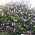 30X - Purple Hibiscus (Alyogyne huegeli) Seeds - Garden Flower Plant Seeds