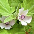 110X - hibiscus perennial pink flower Seeds - Garden Flower Plant Seeds