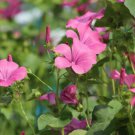 50X - ROSE MALLOW 'Silvercup hibiscus flower Seeds - Garden Flower Plant Seeds