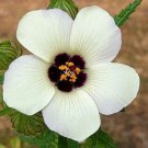 30X - Hibiscus "Simply Love" flower Seeds - Garden Flower Plant Seeds