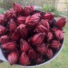 40X - Rosella Seeds Hibiscus flower Seeds - Garden Flower Plant Seeds