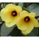 29X - Cotton Tree Hibiscus (Hibiscus tiliaceus) flower Seeds - Garden Flower Plant Seeds