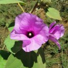 30X - Radyera farragei Native Bush Hibiscus flower Seeds - Garden Flower Plant Seeds