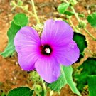10X - NATIVE PINK HIBISCUS flower Seeds - Garden Flower Plant Seeds