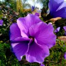 50X - Alyogyne huegelii (Lilac or Blue Hibiscus) flower Seeds - Garden Flower Plant Seeds