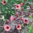 30X - Cranberry Hibiscus / Hibiscus Acetosella flower Seeds - Garden Flower Plant Seeds