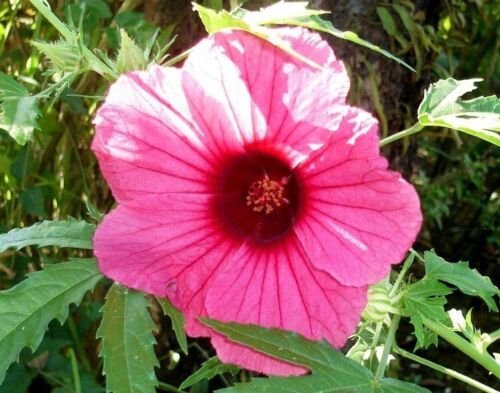 20X - Red Kenaf, Hibiscus Cannabinus flower Seeds - Garden Flower Plant Seeds