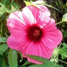 20X - Red Kenaf, Hibiscus Cannabinus flower Seeds - Garden Flower Plant Seeds