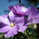 20X - Alyogyne huegelii - Lilac Hibiscus / Blue Hibiscus flower Seeds - Garden Flower Plant Seeds