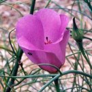 20X - Alyogyne hakeifolia Black & Pink Hibiscus flower Seeds - Garden Flower Plant Seeds