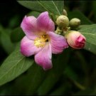 10X - Norfolk Island Hibiscus flower Seeds - Garden Flower Plant Seeds