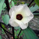20X - Rosella (hibiscus sabdariffa) flower Seeds - Garden Flower Plant Seeds