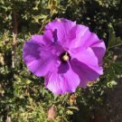 10X - Alyogyne Hakeifolia Black & Pink Hibiscus flower Seeds - Garden Flower Plant Seeds