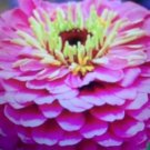 25X - ZINNIA Dream Rosy Lavender flower Seeds - Garden Flower Plant Seeds