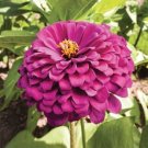 50X - ZINNIA Dream Rosy Lavender Garden flower Seeds - Garden Flower Plant Seeds