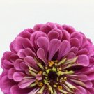 75X - Zinnia Dream Rosy Lavender Zinnia Garden flower Seeds - Garden Flower Plant Seeds