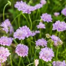 30X - Pincushion Flower Lavender Blue flower Seeds - Garden Flower Plant Seeds
