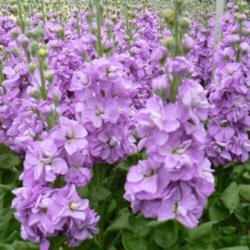 10X - GIANT COLUMN LILAC LAVENDER flower Seeds - Garden Flower Plant Seeds