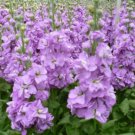 10X - GIANT COLUMN LILAC LAVENDER flower Seeds - Garden Flower Plant Seeds