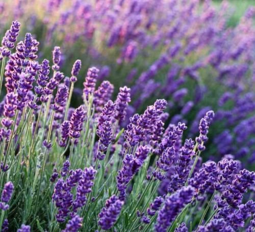 100X - LAVENDER True English Lavender vera Flower Seeds - Garden Flower Plant Seeds