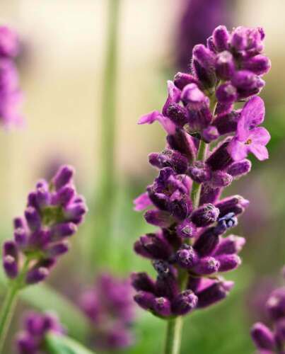 150X - True Lavender Flower Seeds - Garden Flower Plant Seeds