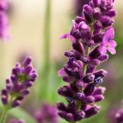 150X - True Lavender Flower Seeds - Garden Flower Plant Seeds