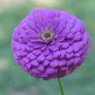 40X - ZINNIA Dream (Rosy Lavender) Flower Seeds - Garden Flower Plant Seeds
