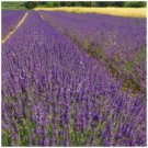 100X - LAVENDER Truer than True Flower Seeds - Garden Flower Plant Seeds