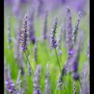 30X - LAVENDER TRUE ENGLISH Lavandula Vera Flower Seeds - Garden Flower Plant Seeds