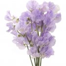 10X - SWEETPEA Elegance Lavender Flower Seeds - Garden Flower Plant Seeds