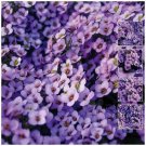 100X - ALYSSUM Lavender at Dusk Flower Seeds - Garden Flower Plant Seeds