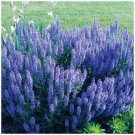25X -Salvia Orbital BlueTorch Huge lavender blue Flower Seeds - Garden Flower Plant Seeds