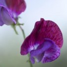 20X - Sweet Pea (Lathyrus) "Matucana" Grandiflora variety Flower Seeds - Garden Flower Plant Seeds