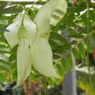 20X - HUMMINGBIRD TREE (Sesbania grandiflora ‘White') Flower Seeds - Garden Flower Plant Seeds