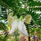 10X - Humming bird tree / Sesbania Grandiflora Flower Seeds - Garden Flower Plant Seeds