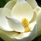 5X - Magnolia Grandiflora (southern magnolia) Flower Seeds - Garden Flower Plant Seeds
