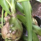 10X - Ornithogalum longibracteatum Pregnant Onion Flower Seeds - Garden Flower Plant Seeds