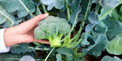 50X - BROCCOLI Green Home garden WINTER Vegetable Seeds - Garden Vegetable Plant Seeds
