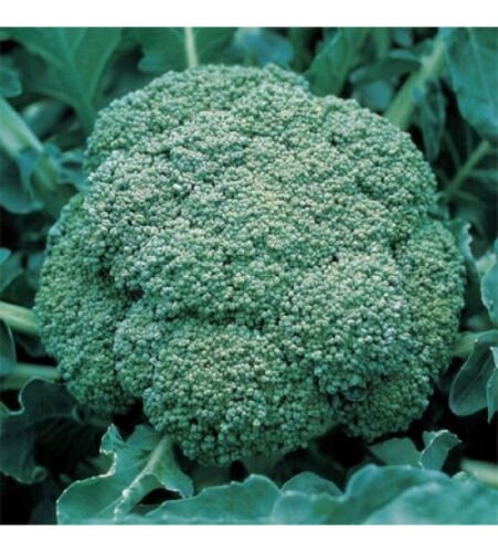 100X - BROCCOLI GREEN SPROUTING Broccoli Vegetable Seeds - Garden Vegetable Plant Seeds