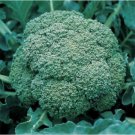 100X - BROCCOLI GREEN SPROUTING Broccoli Vegetable Seeds - Garden Vegetable Plant Seeds