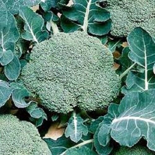 10X - MARATHON BROCCOLI SEEDS Winter Vegetable Seeds - Garden Vegetable Plant Seeds