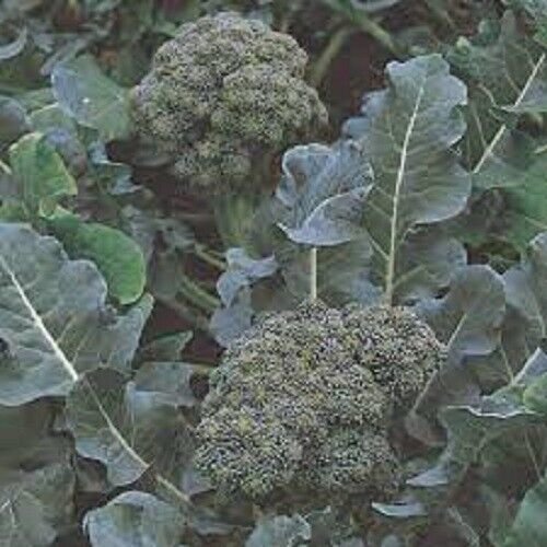 10X - GREEN SPROUTING CALABRESE BROCCOLI Vegetable Seeds - Garden Vegetable Plant Seeds