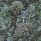 10X - GREEN SPROUTING CALABRESE BROCCOLI Vegetable Seeds - Garden Vegetable Plant Seeds