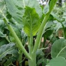 30X - BROCCOLI KAILAAN Non GMO Vegetable Seeds - Garden Vegetable Plant Seeds