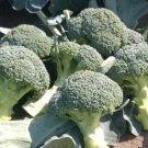 25X - Broccoli Green Sprouting Calabrese Vegetable Seeds - Garden Vegetable Plant Seeds