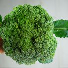 220X - BROCCOLI Waltham Vegetable Seeds - Garden Vegetable Plant Seeds