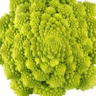 200X - Broccoli Seeds "Romanesco" Vegetable Seeds - Garden Vegetable Plant Seeds